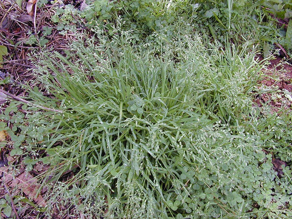 Weird Strange Grass Common Grassy Weeds In North TX What To Do